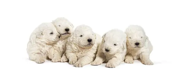 子犬のパック 白で孤立した列のマレンマシープドッグ — ストック写真