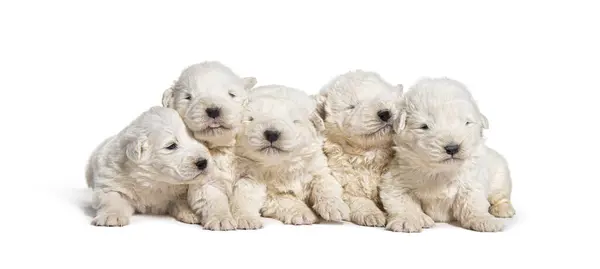 子犬のパック 白で孤立した列のマレンマシープドッグ — ストック写真