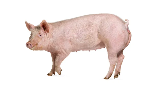 Side View Domestic Pig Isolated White — Stock Photo, Image
