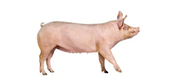 Side View Domestic Pig Walking Isolated White — Stock Photo, Image