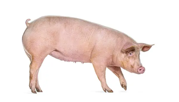 Side View Domestic Pig Walking Isolated White — Stock Photo, Image