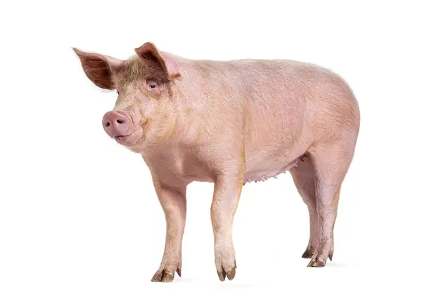 Domestic Pig Isolated White — Stock Photo, Image