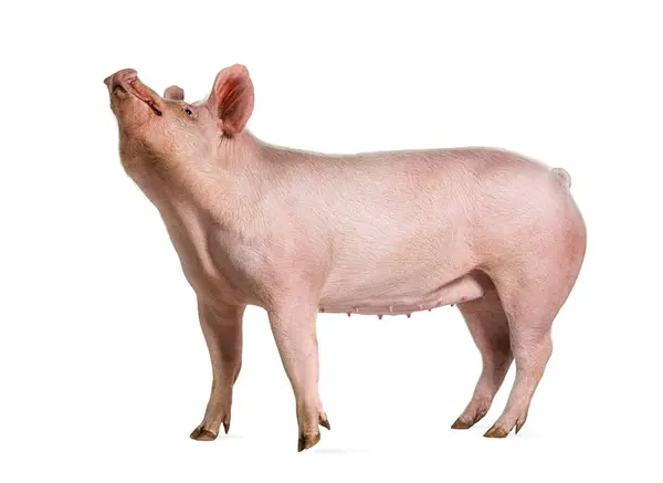 Side View Domestic Pig Looking Isolated White — Stock Photo, Image