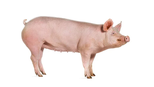 Vista Lateral Porco Doméstico Isolado Branco — Fotografia de Stock