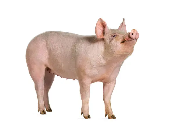 Side View Domestic Pig Looking Isolated White — Stock Photo, Image