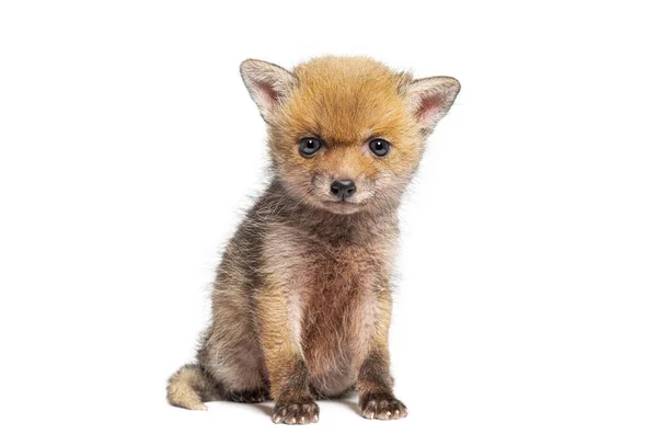 Sentado Cinco Semanas Idade Red Fox Filhote Olhando Para Câmera — Fotografia de Stock