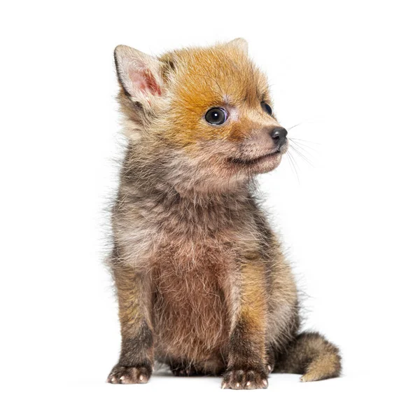 Sitting Five Weeks Old Red Fox Cub Looking Isolated White — Stock Photo, Image