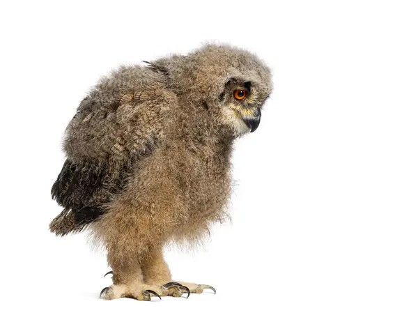 Ένα Μήνα Bubo Bubo Ευρασιατική Eagle Owl Γκόμενα Κοιτάζει Κάτω — Φωτογραφία Αρχείου