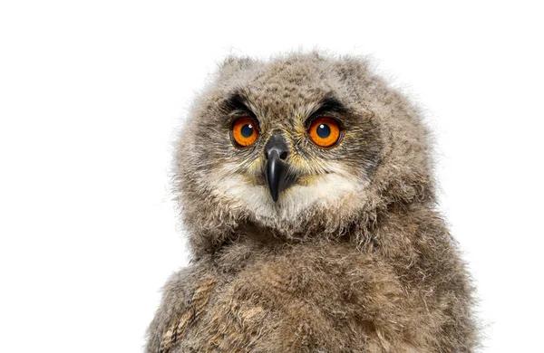 Hodeskudd Måned Eurasian Eagle Owl Bubo Bubo Isolert Hvit – stockfoto