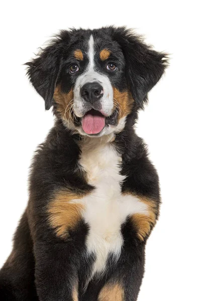 Stock image portrait of a Puppy four months old  Bernese mountain dog panting, isolated on white