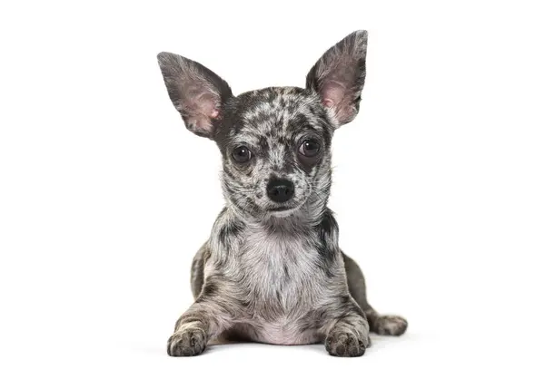 Lying Blue Merle Chihuahua Looking Camera Isolated White Stock Picture