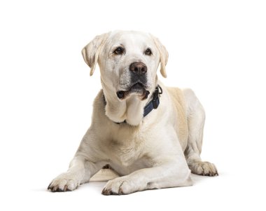 Labrador 'a uzanmış, yaka takmış, bembeyaz.