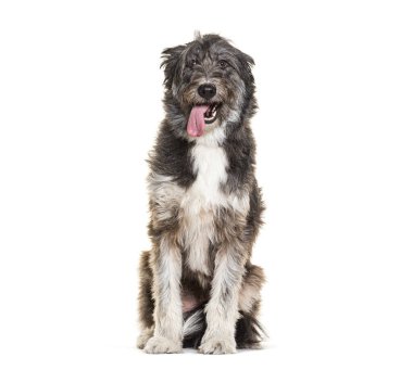 Melez köpek soluk soluğa kameraya bakıyor.