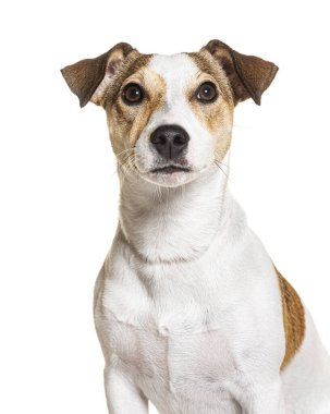 Beyaz üzerine izole edilmiş Jack Russel Terrier 'ın vesikalığı.