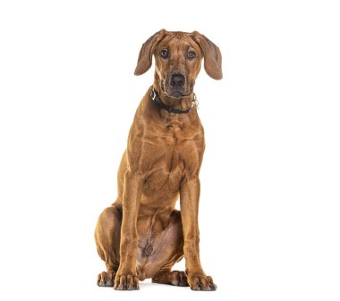 Genç Rhodesian Ridgeback tasma takıyor, beyaz üzerine izole edilmiş.