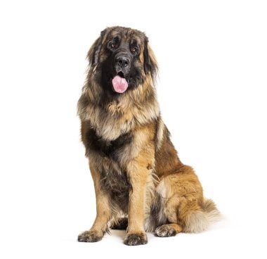 Leonberger 'in soluyan portresi, beyaz üzerine izole edilmiş.