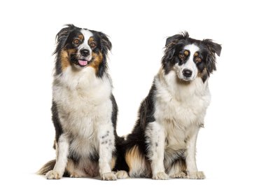 İki Avustralyalı çoban, soluk soluğa, beyaz tenli.