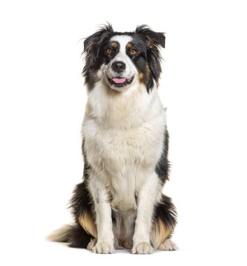 Avustralya Çoban Soluğu, beyaz üzerinde izole