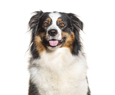 Avustralya Çoban Soluğu, beyaz üzerinde izole