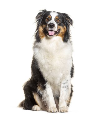 Avustralya Çoban Soluğu, beyaz üzerinde izole