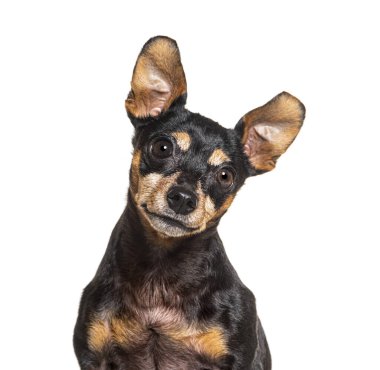 Melez Köpek, beyaz üzerine izole edilmiş