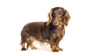 Beyaz izole bir Dachshund ayakta yan görünüm