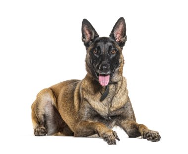 Malinois köpek tasması takıyor ve soluk soluğa.