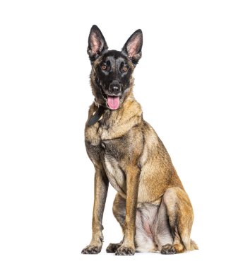 Malinois köpek tasması takıyor ve soluk soluğa.