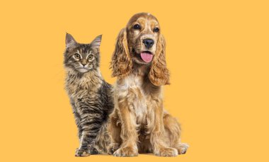 Oturan kedi ve köpek, İngiliz cocker spaniel ve Maine Coon kedi sarı arka grubuna bakmıyorlar.