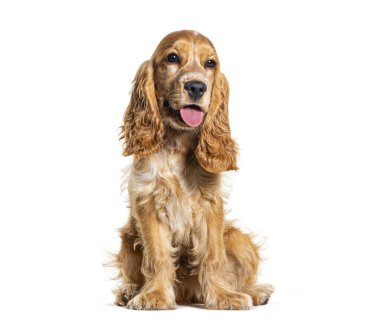 Oturan İngiliz cocker spaniel beyaz tenli, gözlerden uzak