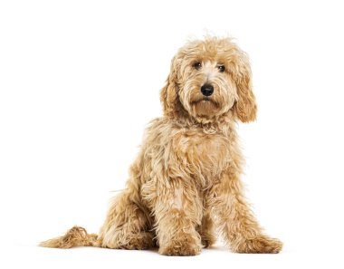 Labradoodle kameraya bakıyor, bembeyaz.