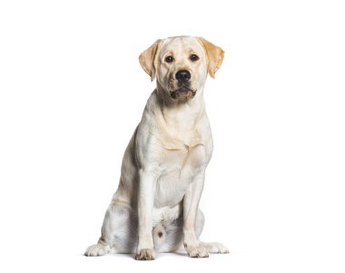 Sitting Labrador, isolated on white