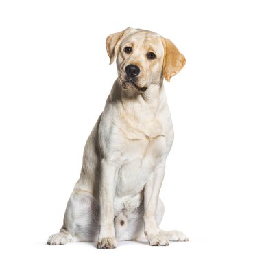 Sitting Labrador, isolated on white