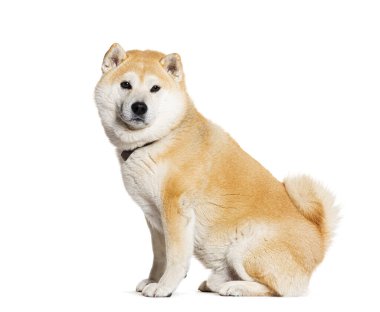 Shiba Inu 'nun üzerinde köpek tasması var.
