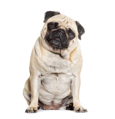 Pug beyaz arka planda kameraya bakıyor.