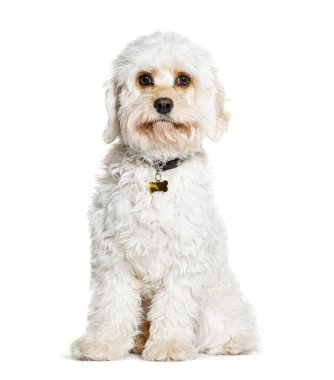 Cavapoo, Kral Charles Spaniel ile Fino 'nun karışımı, beyaz bir tasma takıyor.