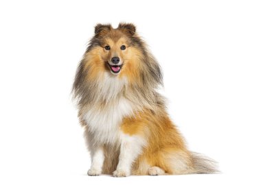 Mutlu otur Sheltie soluk soluğa, beyaz tenli