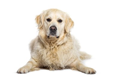 Golden Retriever kameraya bakıyor, bembeyaz.
