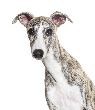 Genç bir Whippet 'in 4 aylıkken beyaz arka plandaki kameraya bakarken ki görüntüsü.