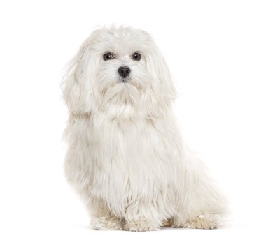 Oturan Maltese kameraya bakıyor, beyaz tenli.