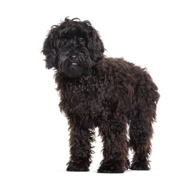 Siyah Labradoodle kameraya bakıyor, bembeyaz.