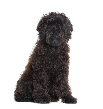 Oturan siyah Labradoodle kameraya bakıyor.