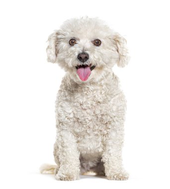 Mutlu Oturan Bichon Frise soluk soluğa, beyaz tenli