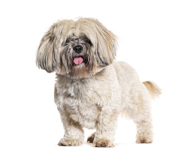 Ayakta duran Lhasa apso soluyor, beyaz tenli.