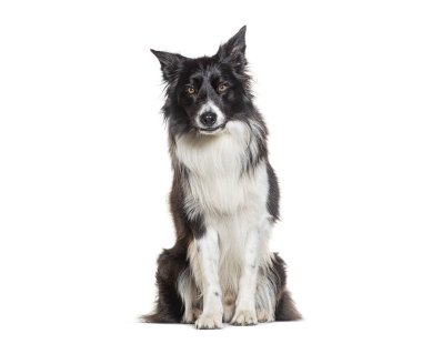 Siyah ve beyaz renkli Border Collie, beyaz tenli, delici bakışlarıyla.