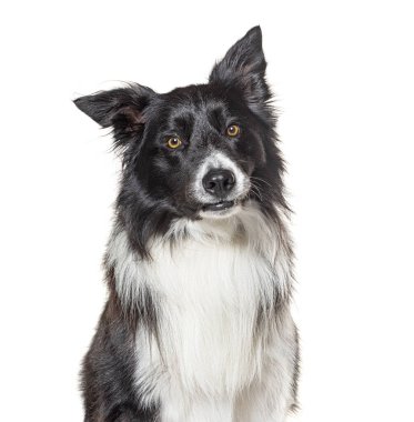 Siyah ve beyaz Border collie kameraya bakıyor, beyaz üzerinde izole.