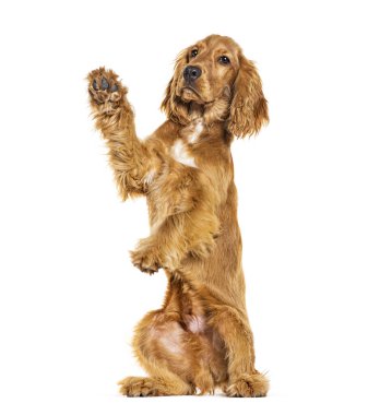 Arka ayakları üzerinde İngiliz cocker spaniel yalvarıyor, yukarı bakıyor, beyaz üzerinde izole