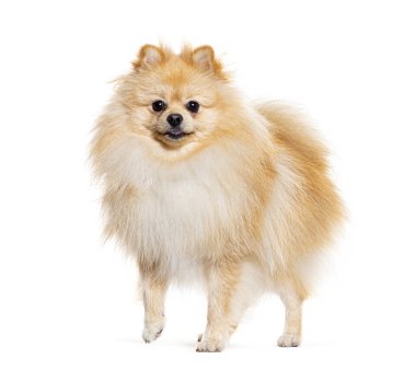 Pomeranian beyaz izole kamera bakıyor