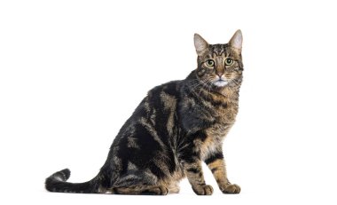 Bir melez kedinin yan görüntüsü, beyaz üzerine izole edilmiş.