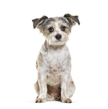 Melez Köpek, beyaz üzerine izole edilmiş